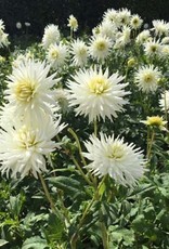 4 Stück My Love Lieferung ab Dezember