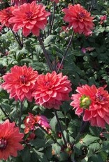 4 Stück American Dawn