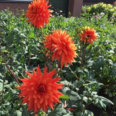 4 stuks Mrs. Eileen Levering vanaf december