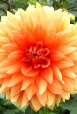 4 Stück Mrs. Eileen