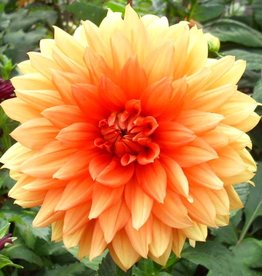 4 Stück Mrs. Eileen