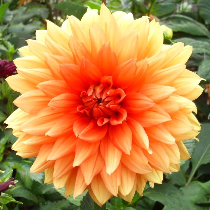 4 Stück Mrs. Eileen