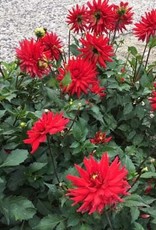 4 Stück Red Pygmy Lieferung ab Dezember