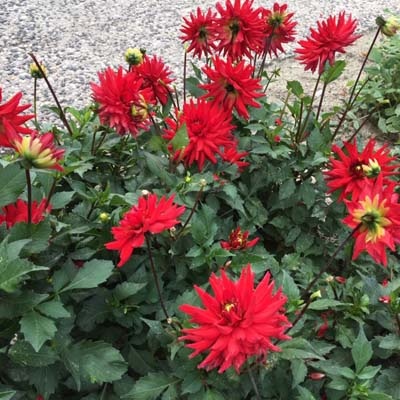 4 Stück Red Pygmy Lieferung ab Dezember