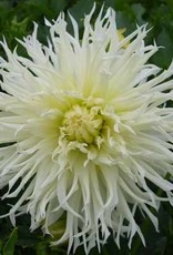 4 stuks Tsuki Yori no Shisha