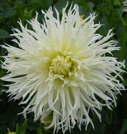 4 Stück Tsuki Yori no Shisha