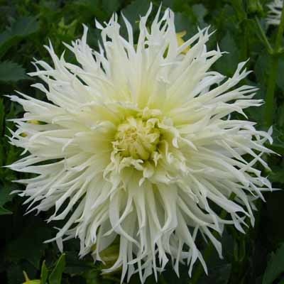 4 Stück Tsuki Yori no Shisha