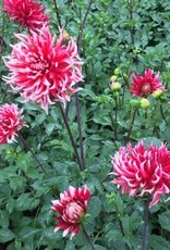 4 Stück Friquolet Lieferung ab Dezember