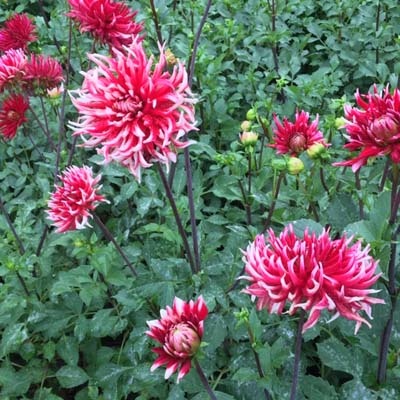 4 Stück Friquolet Lieferung ab Dezember