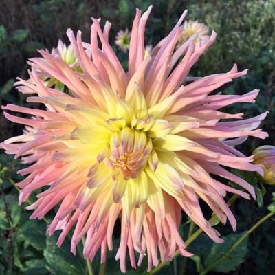 4 stuks Alfred Grille