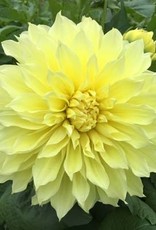 4 Stück Kelvin Floodlight