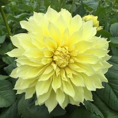 4 stuks Kelvin Floodlight