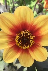 4 Stück Sunshine/Moonfire