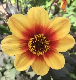 4 stuks Sunshine/Moonfire