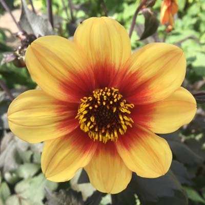 4 Stück Sunshine/Moonfire Lieferung ab Dezember