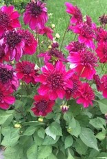 4 Stück Purpinca Lieferung ab Dezember