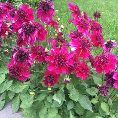 4 stuks Purpinca Levering vanaf december