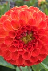 4 Stück New Baby Lieferung ab Dezember