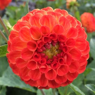 4 Stück New Baby Lieferung ab Dezember