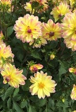 4 stuks Pacific Ocean