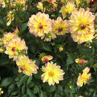 4 stuks Pacific Ocean Levering vanaf december