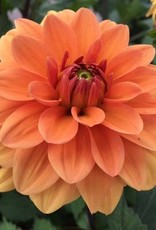 4 Stück Summer Flame