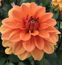 4 Stück Summer Flame Lieferung ab Dezember