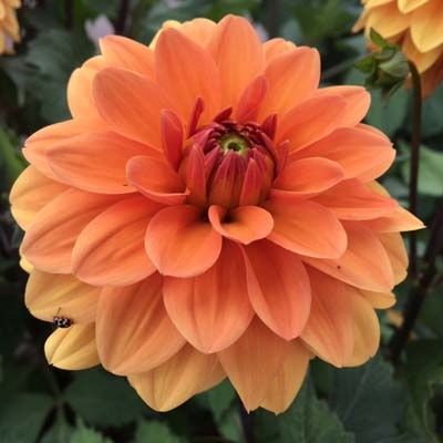 4 Stück Summer Flame