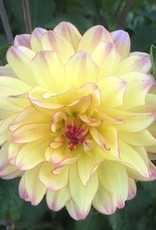 4 Stück Pacific Ocean