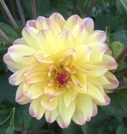 4 stuks Pacific Ocean