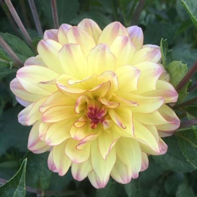 4 stuks Pacific Ocean