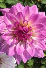 4 Stück Lake Michigan