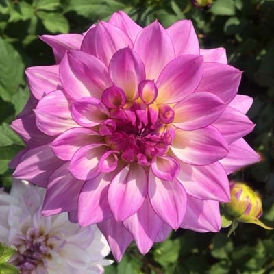 4 stuks Lake Michigan