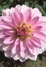 4 Stück Paradise City