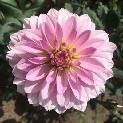 4 Stück Paradise City