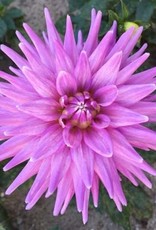 4 stuks Worton Blue Streak