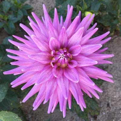 4 Stück Worton Blue Streak