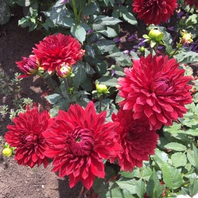 4 stuks Garden Wonder