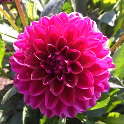 4 Stück Purple Diamond