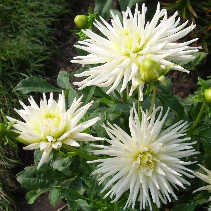 4 Stück Playa Blanca