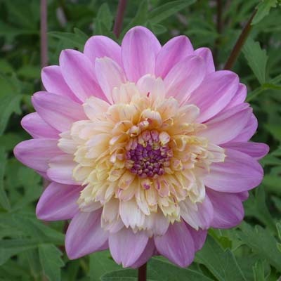 4 Stück Lambada Lieferung ab Dezember