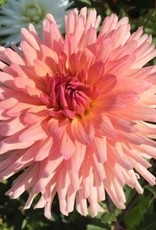 4 stuks Préférence