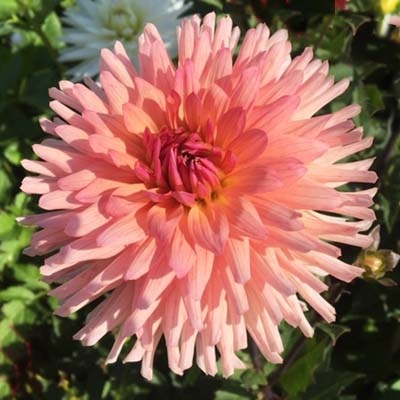 4 Stück Prérérence