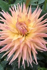 4 Stück Penhill Autumn Shade