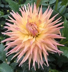 4 stuks Penhill Autumn Shade