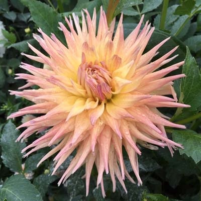 4 Stück Penhill Autumn Shade