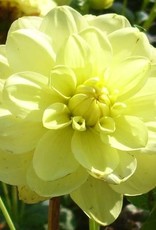 4 Stück Glorie van Heemstede Lieferung ab Dezember