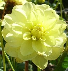 4 stuks Glorie van Heemstede