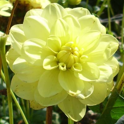 4 Stück Glorie van Heemstede