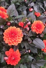 4 stuks Ellen Houston Levering vanaf december